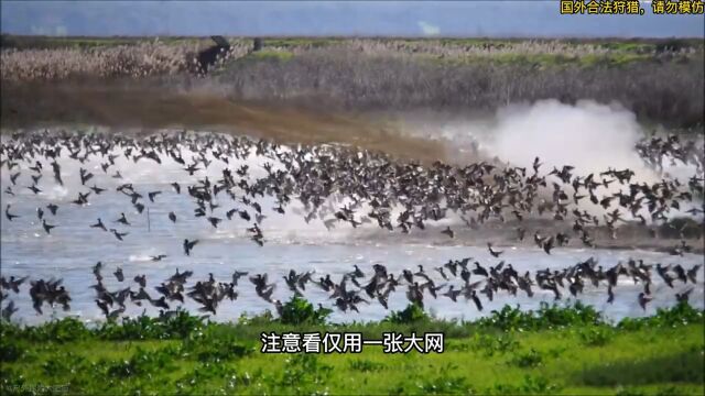 国外猎人太狠了,利用高科技泡网打击野鸭