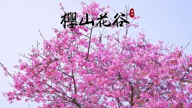 #创作灵感 #踏青赏花正当时 在温暖的春风里来看一场浪漫的樱花#赴一场春天的约 #揭阳赏花好去处 #樱山花谷 #最美三月桃花开