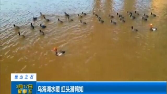 乌海湖水暖,红头潜鸭知