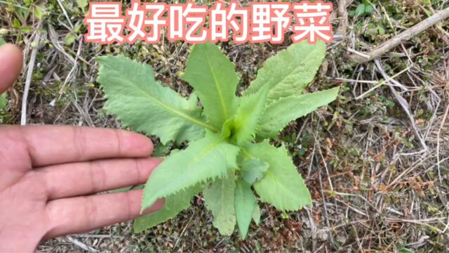 农村最好吃的野菜,曾经是老一辈人的救命菜,你的家乡有吗?