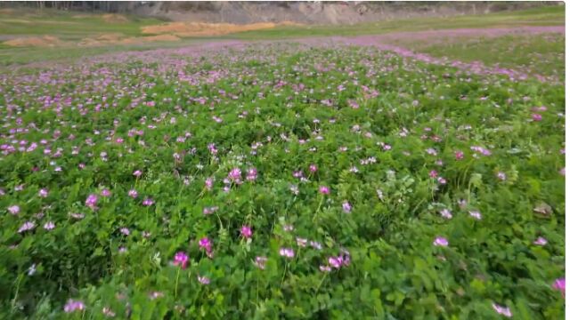 视频|琅塘镇:野生紫云英盛开 紫色花海美如画