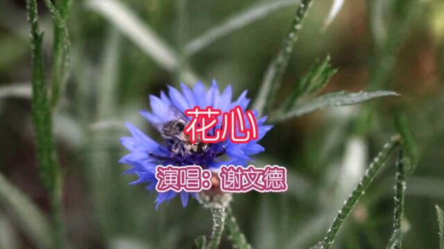 谢文德演唱的歌曲《花心》,请欣赏