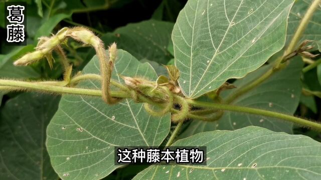 葛藤是山野常见藤本植物,远古时期就是人们搭建住所的重要材料