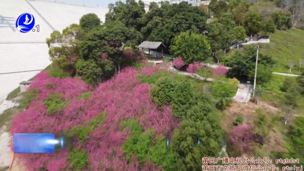 东圳库区:碧桃花开春意浓