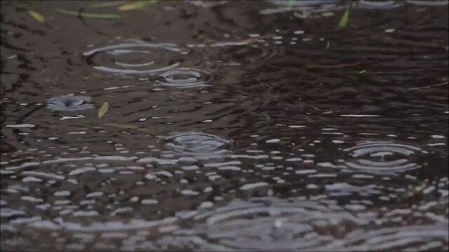 雨季来临万物复苏