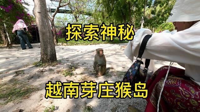 这里的猴子居然比峨眉山的还猛,你信吗? #vlog旅游 #越南芽庄 #越南旅游