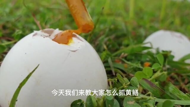 黄鳝从里面钻出来之后,还有另一条也跟着钻出来千万不要让女主播看到哦