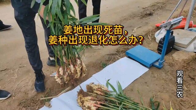 姜地出现死苗烂颗怎么办?姜种出现退化怎样解决?