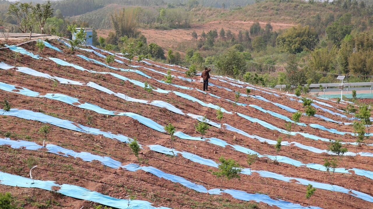 全域土地整治“一张图”:河源顺天镇一片油茶林的改变