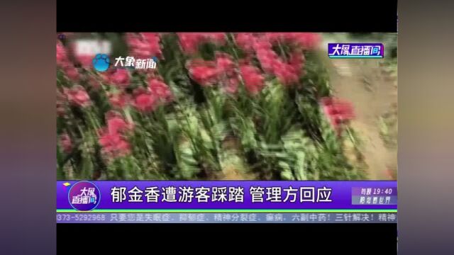 郁金香遭游客踩踏,管理方回应