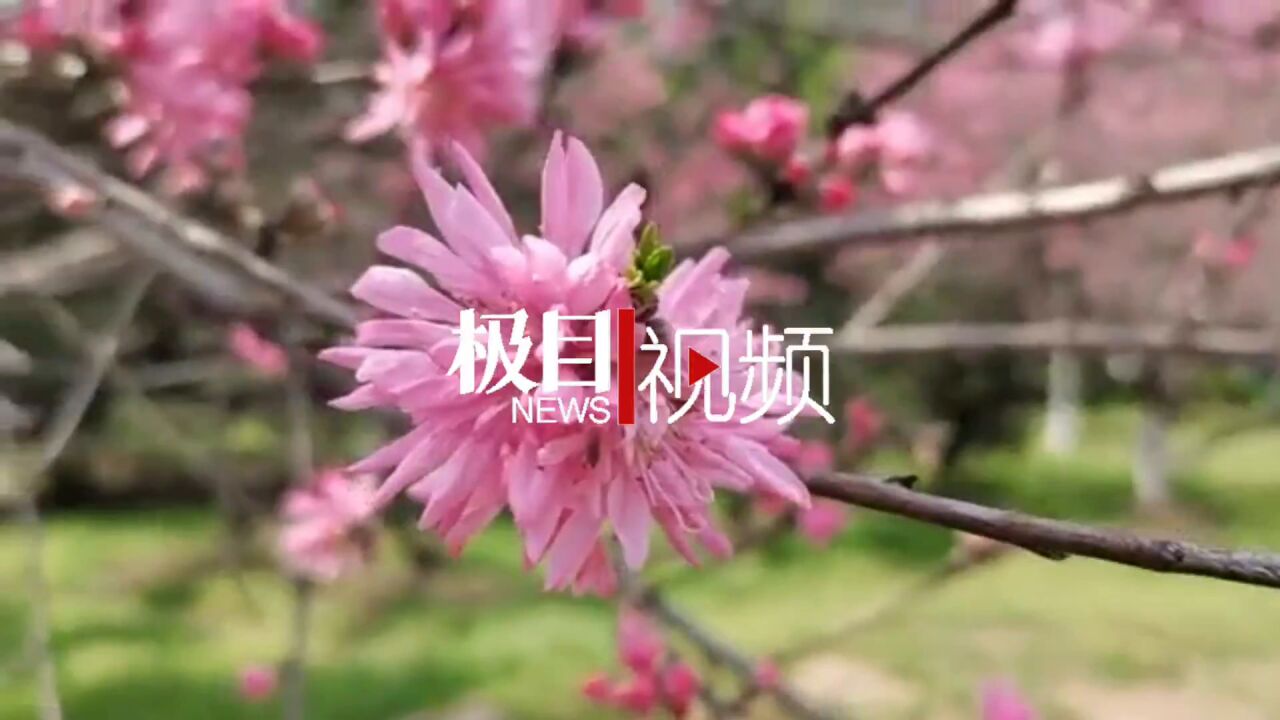 【视频】春光明媚,桃中珍品——菊花桃闪亮登场