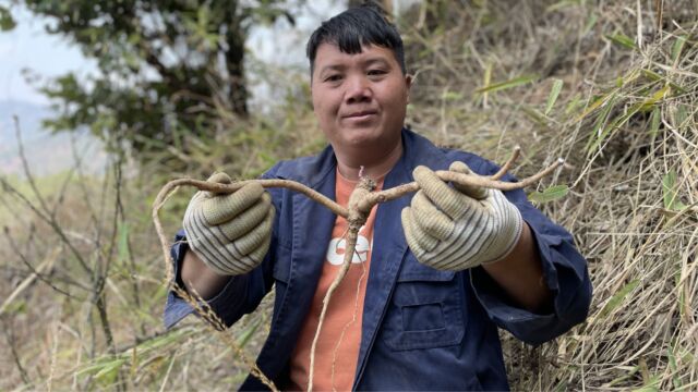 草很大很深,没想到生鲜也那么大根,这次进山值了