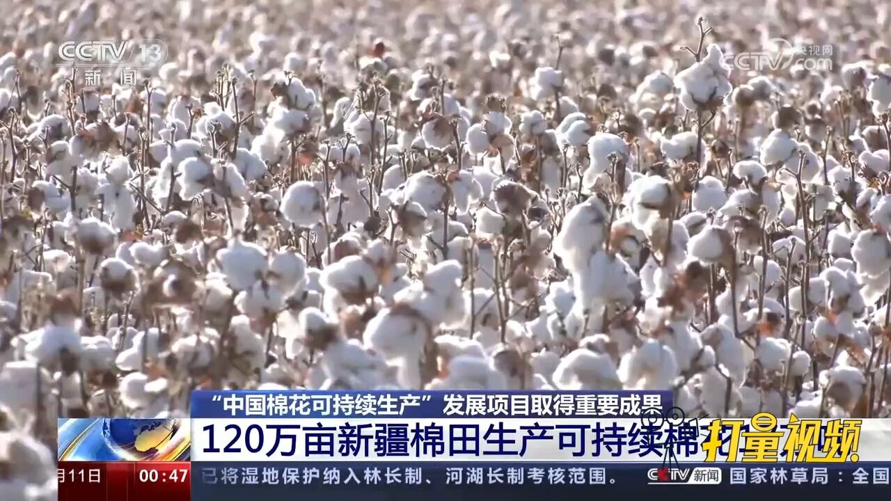 取得重要成果!120万亩新疆棉田生产可持续棉花17万吨