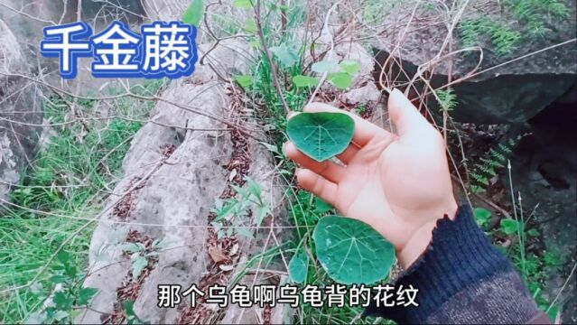 千金藤不但能抑制新冠病毒还能治头痛咳嗽,快来认识一下