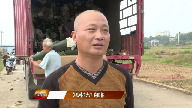 七里桥镇:150亩黑皮吊冬瓜迎丰收 农民致富劲头足