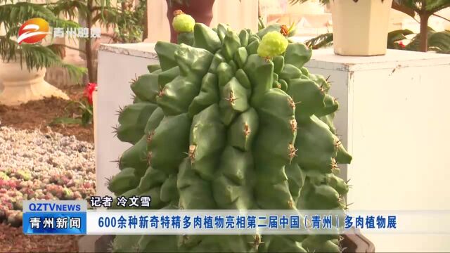 600余种新奇特精多肉植物亮相第二届中国(青州)多肉植物展