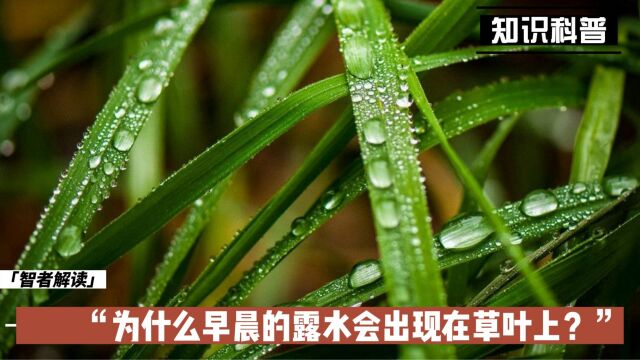 为什么早晨的露水会出现在草叶上?