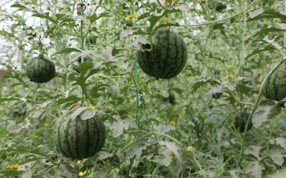 视频丨大兴头茬西瓜成熟上市,今年预产2500万个西瓜