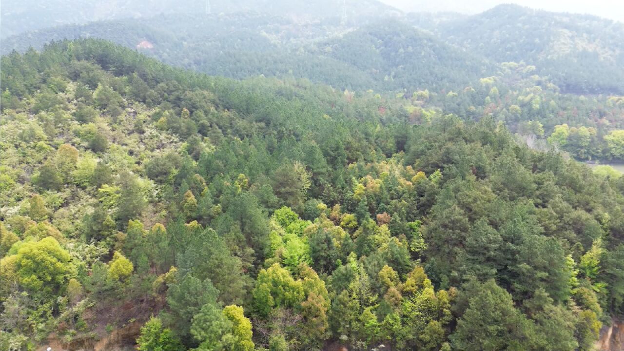 视频丨无人机防控松毛虫 守护绿水青山