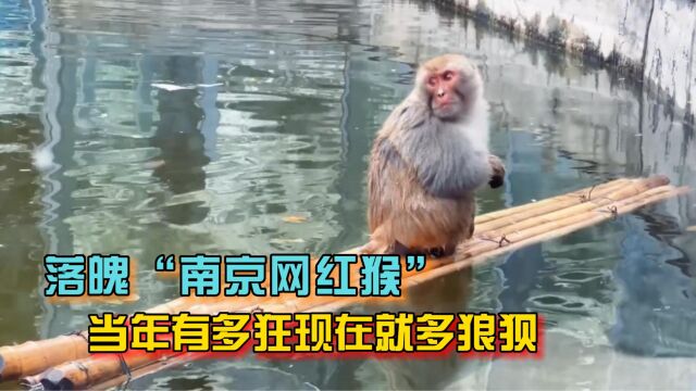 落魄的“南京网红猴”,当年它有多狂,现在就被揍得多狼狈