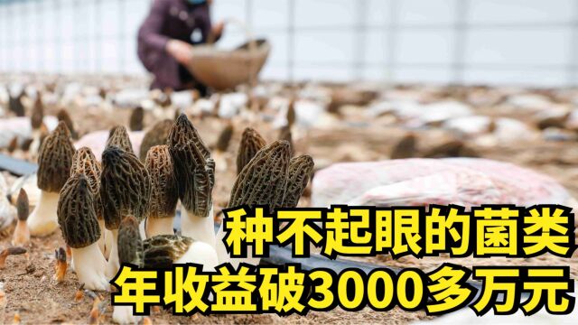 大叔养殖奇特的菌类,年收益有3000多万元,他是如何做到的?