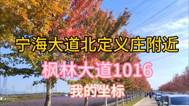 我的坐标:枫林大道1016(宁海大道北定义庄附近)