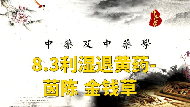 【中药学】8.3利湿退黄药茵陈 金钱草,中医学习课程,零基础自学养生教程