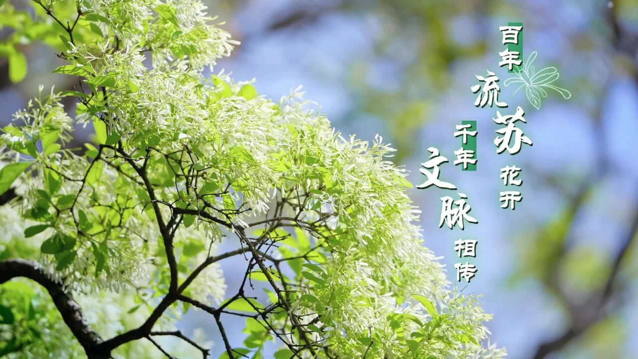 山东邹城:百年流苏花开 千年文脉相传