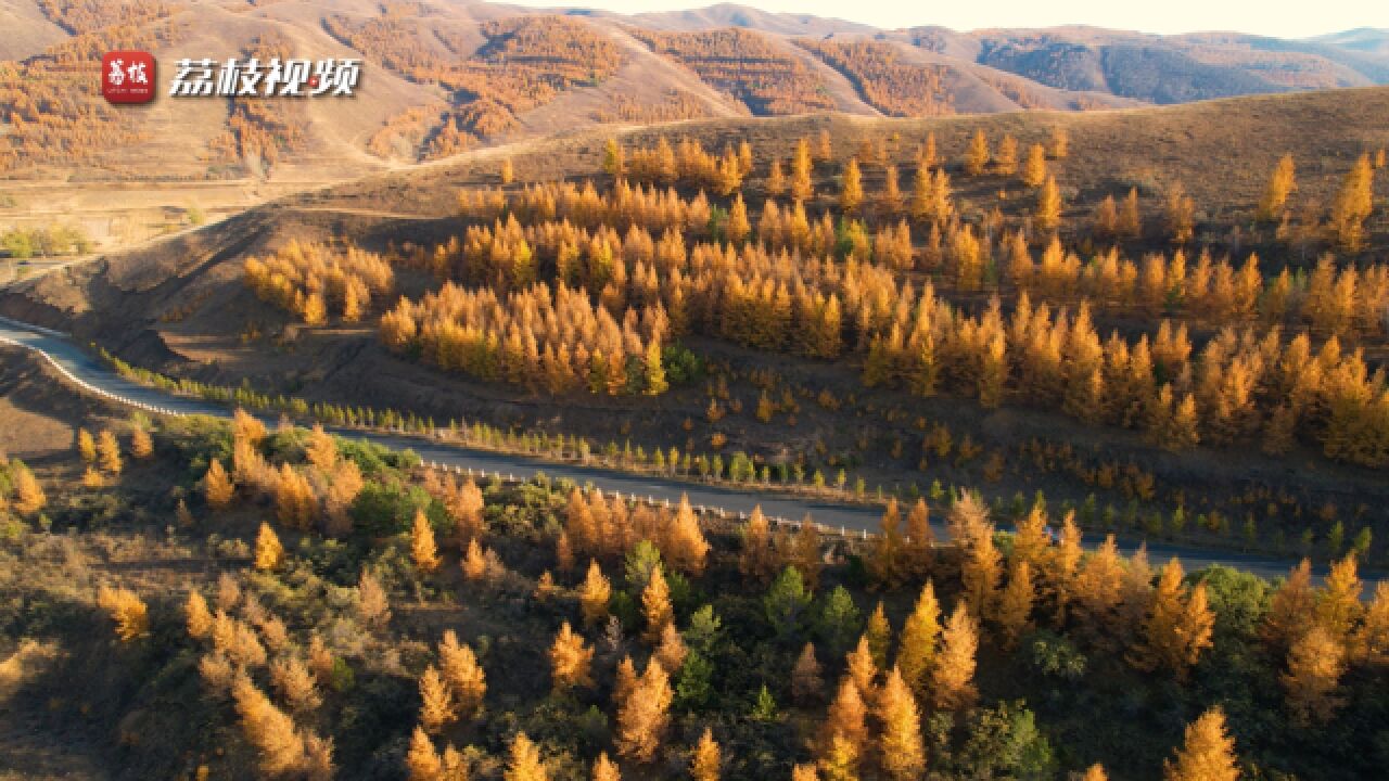 北国之秋!内蒙古大青山层林尽染美不胜收