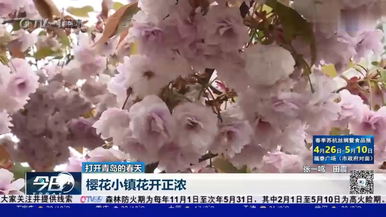 粉色花海!青岛樱花小镇花开正浓,美得像童话世界