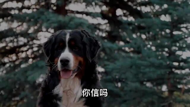 伯恩山犬110斤,堪称加大号金毛,安全感十足狗伯恩山犬