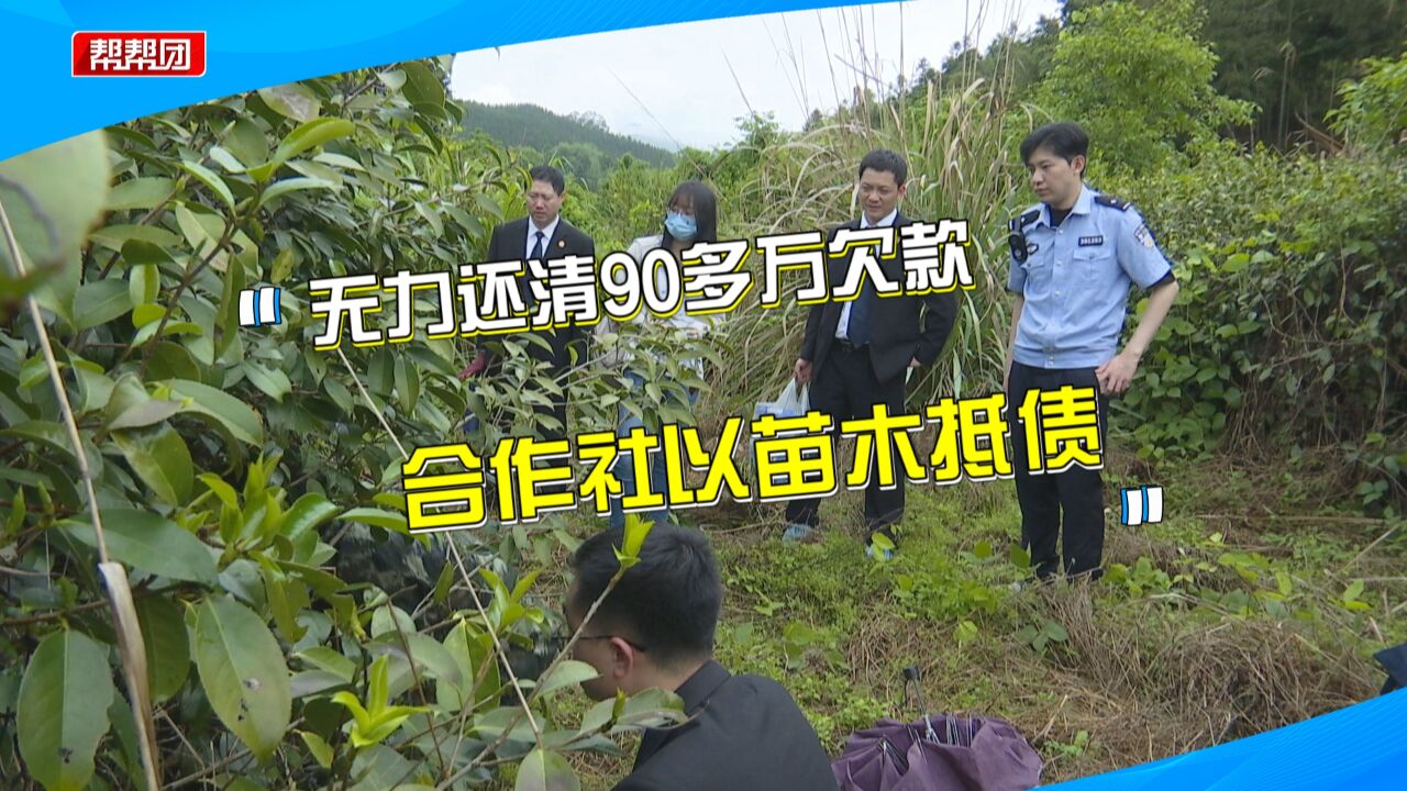 合作社欠近百万元无力偿还 用百万株苗木抵债 法官现场清点核实