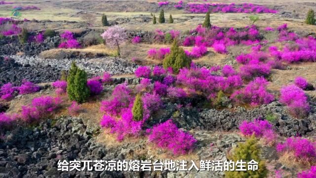 宁安达子香 给苍凉的熔岩台地注入“生命”