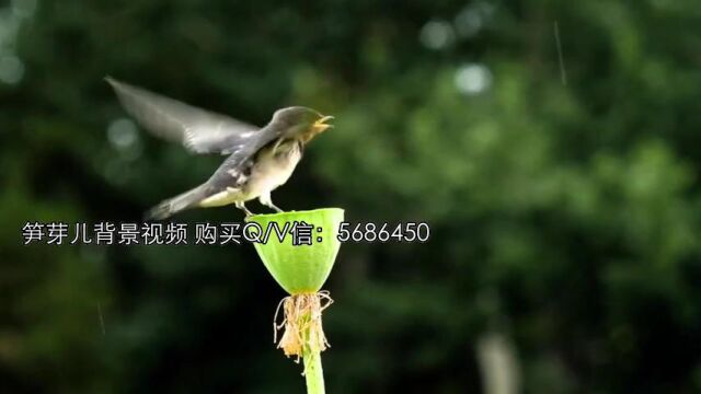 笋芽儿 LED高清舞台背景 舞蹈背景素材 朗诵背景