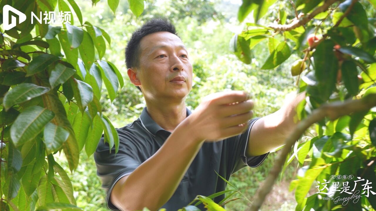 岭南佳果集中登场,用“甜蜜”的方式打开广东