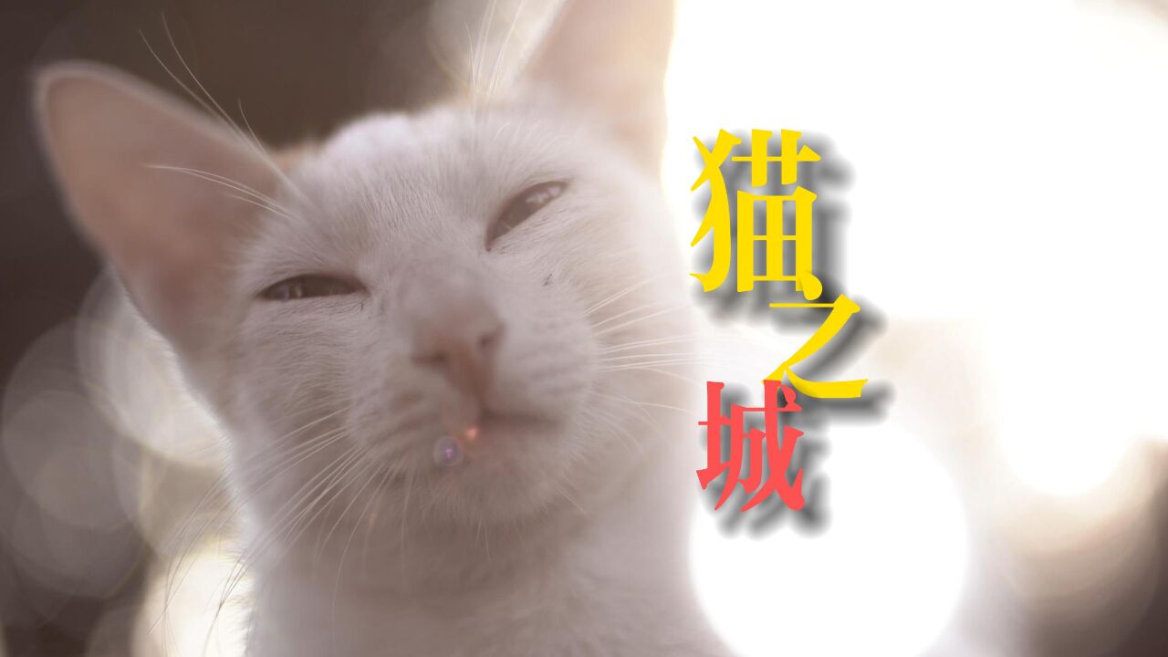 猫之城,在这里猫享用着最高尊重