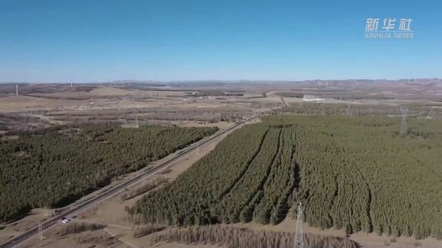 承德御道口:国家一级保护野生动物黑琴鸡“比武”求偶