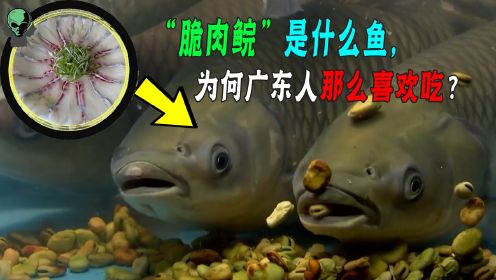 广东人爱的脆肉鲩，为啥是吃蚕豆的草鱼变的？蚕豆病人能吃吗？