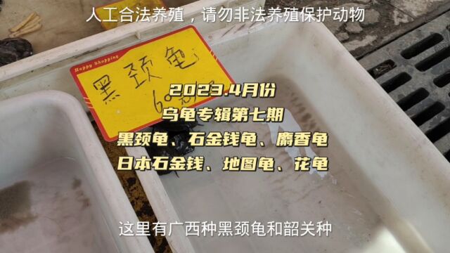 曾经2万一只的乌龟,现在跌成60一只,广东乌龟市场比网上便宜,南种石金钱龟到处都是,直接用来煲汤