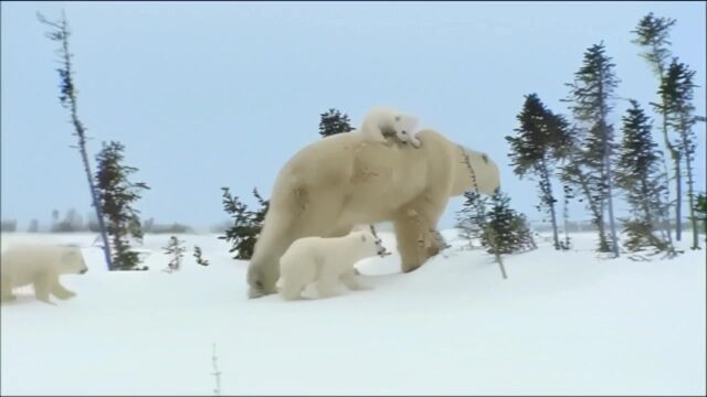 和谐的一家人之白熊的饭后散步