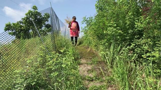 漫山遍野的野油菜成熟了,婆媳俩每天都去割,积少成多榨菜籽油