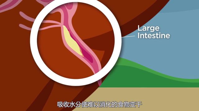 家禽的消化系统Digestive System