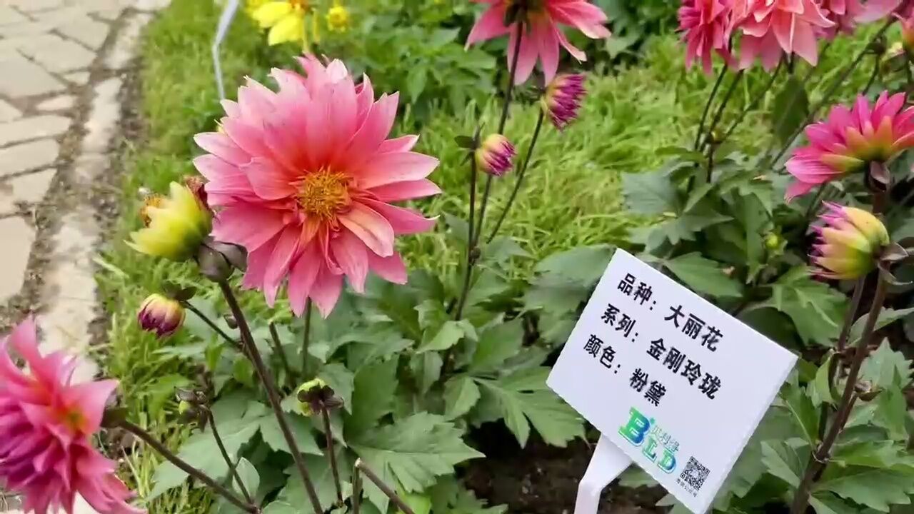 郑州又一花展开幕 即日起至5月26日免费开放