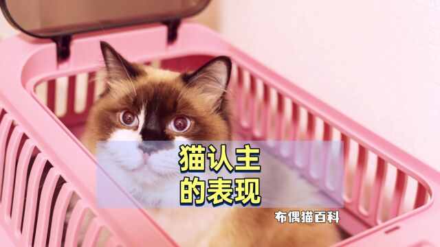 布偶猫一旦认主,有这4大表现,全中的很幸运!