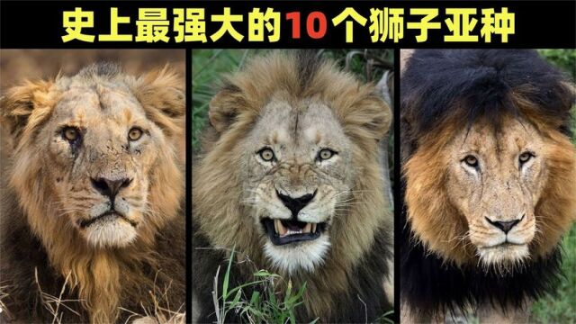 盘点战斗力最强的10个狮子亚种:开普狮仅排第6,残暴狮第1无悬念