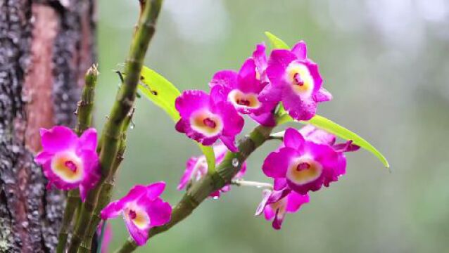 贺州市八步区石斛花雨中盛放 香醉心扉花姿娇