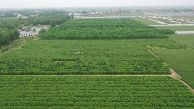 耕地保护“零容忍”丨高邑县重拳出击开展违法占地整治工作