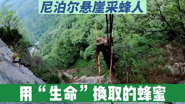 悬崖采蜜人:尼泊尔古老又危险的传统,带有“生命”味道的蜂蜜