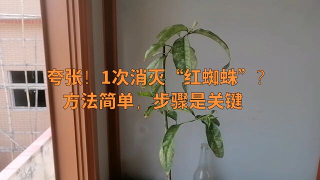 夸张!1次消灭“红蜘蛛”?方法简单,步骤是关键