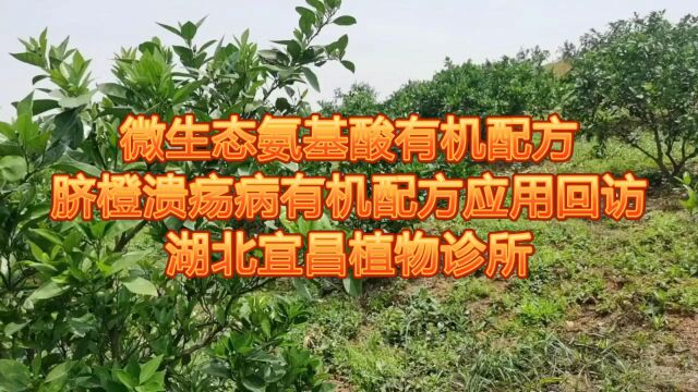 湖北宜昌植物诊所对脐橙树溃疡病施用微生态氨基酸有机配方回访反馈